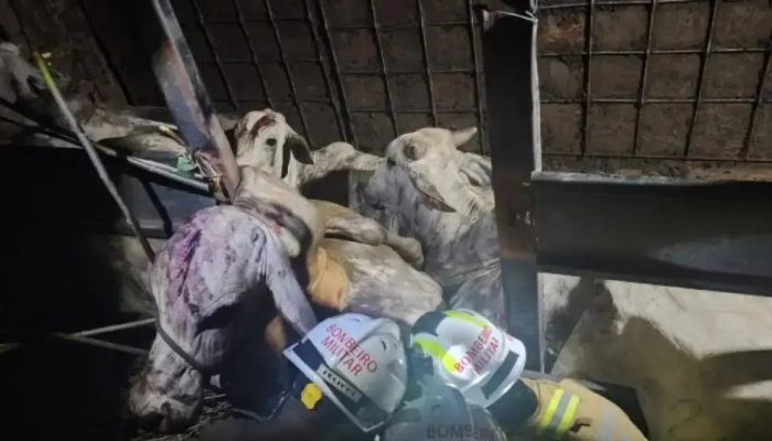 Resgate de bovinos feridos após acidente em Bom Jesus da Lapa