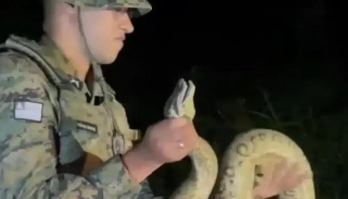 Sucuri de 2 metros é resgatada em bairro residencial de Porto Seguro