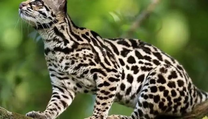 Suzano usa ciência e tecnologia para preservar biodiversidade da Mata Atlântica