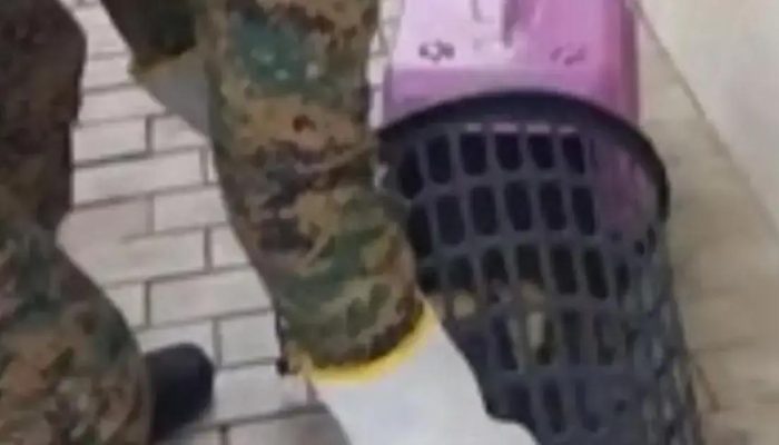 Tamanduá é resgatado em condomínio de Camaçari durante período de chuvas intensas