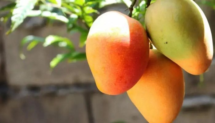 Tarifaço de Trump pode afetar exportação de manga da Bahia