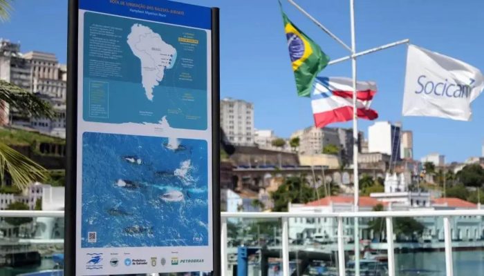 Temporada de baleias jubarte em Salvador tem alta de 20% nos observadores